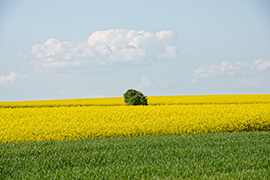 Campagne normande